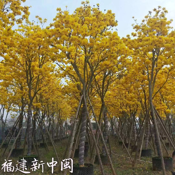 漳州黄花风铃木
