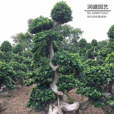 漳州拼头双组造型榕树