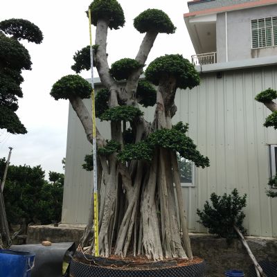 漳州5.8m吊根造型小叶榕