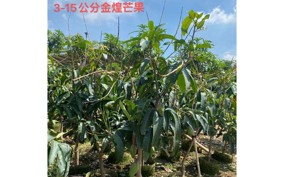 漳州苗木种植基地